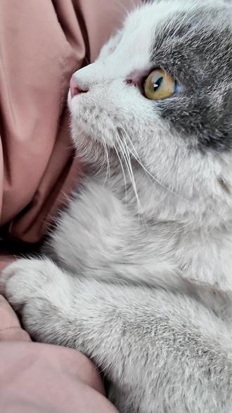 猫猫为啥不管用什么姿势从高处落下时都能平稳落地?#中华田园猫 #科普 #高空落下 #猫咪平衡力