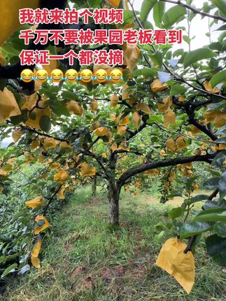 反正手机得吃了,想吃的左下角去抢😋#黄金梨 #新鲜采摘 #应季水果 #农家果园