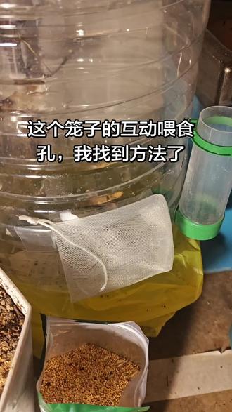 上次录制的鸟笼制作教程,那个互动喂食孔,经过琢磨,也搞定了!这下全部齐活了!关于食槽和水槽的加装,网友们,根据自己的喜好来!要注意,水槽要在上面,站立树枝旁,食槽如果装下面,注意避开上面站立的树枝!不然会有屎!食槽旁加装站立的花椒木棍!下面方便加食,#鹦鹉 #萌宠 #橱窗好物 #生活小妙招 #一加turbo6机圈千里马