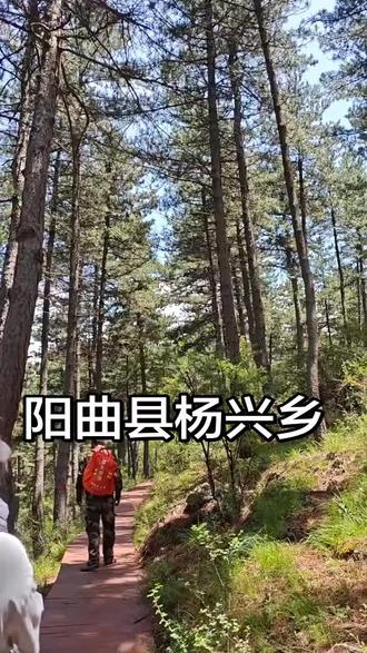 阳曲县杨兴乡东山林场的天然林保护区,好惬意#山间小路,一路前行有你我 #非原创
