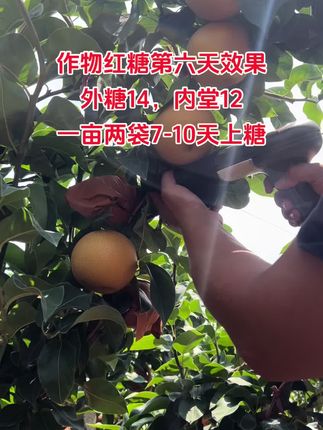 #秋月梨 #作物红糖 #三农 #莱阳全林农业 #莱阳秋月梨小霸王