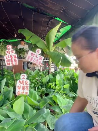 庭院种棵香蕉树,结果快还包邮! 今天下午一起种水果!有需要的朋友赶紧下单吧~现在拍一发三哦~#香蕉苗#香蕉#果树苗#庭院种植#各省丰收战队申请出战