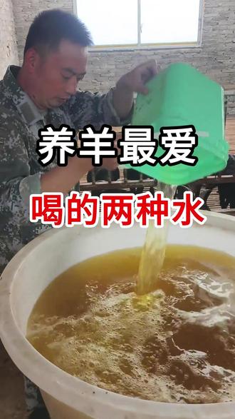 羊最爱喝的两种水 #牛羊养殖 #养羊人 #农村养羊
