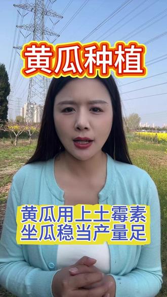 黄瓜用上土霉素,坐瓜稳当产量足。 #黄瓜 #黄瓜种植 #黄瓜高产