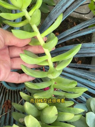 你家的多肉夏天是不是这样的,光照不足,导致徒长,今天教你如何处理#多肉养护#多肉度夏#种植小技巧