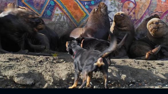 上岸干架,下水开挂,我不是海豹 #海狗 #动物科普 #动物世界