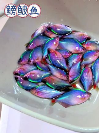 1. 淡水缸里的“小彩虹”!鳑鲏鱼身披彩鳞,游动时闪着珠光,不用复杂造景也能养,新手轻松get梦幻水景~ 2. 自带“浪漫属性”的原生鱼!鳑鲏鱼颜值能打,还能和蚌共生繁殖,养在缸里既有观赏性,又能观察自然生态,趣味拉满~ 3. 懒人养鱼首选!鳑鲏鱼皮实好养,不挑水质不挑食,群游时满缸灵动,低成本就能让鱼缸充满生机,谁看了不心动~#观赏鱼 #鳑鲏鱼 #养鱼日记 #观赏鱼