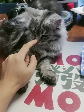 #猫咪 #萌宠出道计划 #记录猫咪日常 #撸猫第一视角 #我家那傻猫