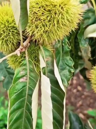 【嫩板栗】大别山新鲜现摘嫩板栗香甜脆口内皮好剥即食#应季水果 #营养丰富 #快来一起尝个鲜