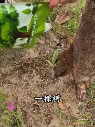 【树木激活液】通用型营养液移栽种植花树果树盆栽苗木肥料#树木激活液 #营养液 #大树营养液 #树木通用型营养液 #树木激活液营养液