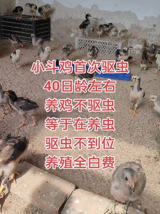小斗鸡首次驱虫,40日龄左右,养鸡不驱虫,等于在养虫,驱虫不到位,养殖全白费#斗鸡养殖技术 #斗鸡文化 #斗鸡爱好者