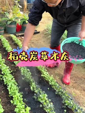 家人们,给大家安利超实用的种菜“宝藏肥”——草木灰稻壳炭!种菜前撒上一把,能为土壤增肥;要是菜苗发黄、长势弱,撒一把能助力恢复生机;蔬菜遭虫害了,撒一把还能防治病虫害~#稻壳炭 #种菜 #病虫害防治 #种植小技巧#助农