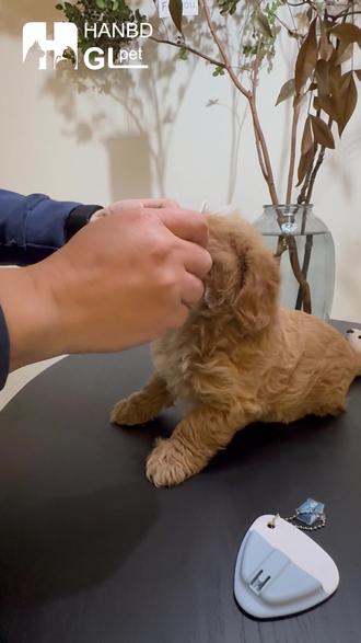 揣兜里就能带走!憨贝豆这套小面梳,走哪梳哪,小狗随时干干净净 #宠物面梳 #狗狗面梳 #遛狗神器 #宠物梳子 #猫咪梳子