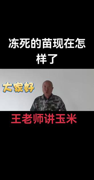 冻死的玉米小苗现在怎么样了