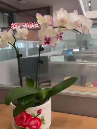 蝴蝶兰绿闪电,室内盆栽优选,大苗易养,四季芬芳。#好看的花一定要分享給你 #兰花 #兰花欣赏 #花卉植物 #居家花艺