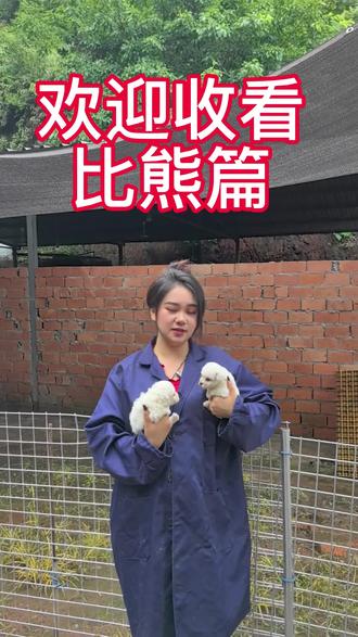 #萌宠推荐官 今天那就随便说说比熊的好处吧