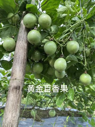 黄金百香果#自家果园