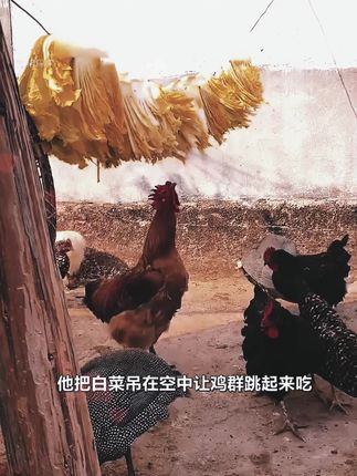 他将白菜挂在树上喂鸡,没想到竟然培养出一群战斗鸡#可生食鸡蛋 #鸡蛋 #优质农产品