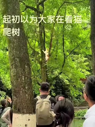 小猫VS松鼠#寺庙鼓