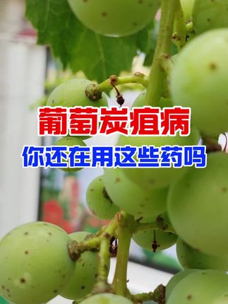 葡萄炭疽你还在用这些药吗? #葡萄炭疽病 #葡萄管理 #葡萄种植户 #家园农业 #新农人计划2025