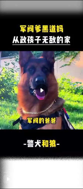#军犬#军迷发烧友军事爱好者 #抖爸爸我要上热门 #宠物