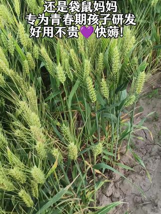 袋鼠妈妈青少年洗发水专为初高中学生设计,控油去屑效果好,让孩子运动后也能保持头皮清爽、发丝飘逸,是学生党的爱用好物#青少年洗发水 #控油去屑##学生党 #袋鼠妈妈 #生活必备