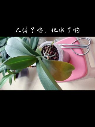 #室内花草植物盆栽 #绿植盆栽花卉 #室内绿植盆栽 #植物科普小知识 #盆景绿植
