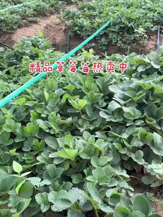 #新农人计划2025 #抖音助农 草莓苗基地直发@DOU+小助手 #育苗基地 草莓苗,草莓苗草莓苗🍓🍓🍓