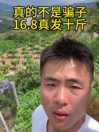 #新鲜采摘 #芒果