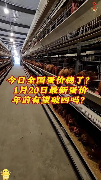 每日鸡蛋行情更新分享 #蛋鸡养殖 #今日蛋价 #三农养鸡 #鸡蛋价格行情