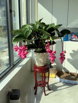 宝莲灯 秋冬养护方法 #爱生活爱养花 #家庭养花达人