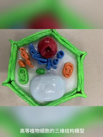 #橡皮泥手工 真核生物三维结构模型