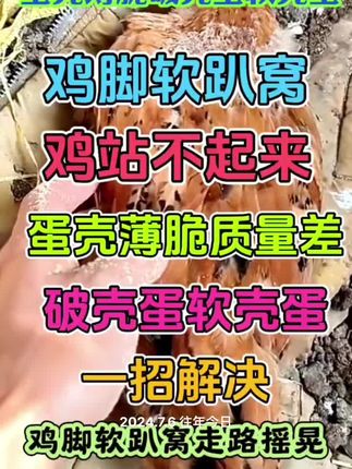 鸡趴窝站不起来#三农 #养鸡 #养鸡人 #养鸡小妙招 #科学养鸡