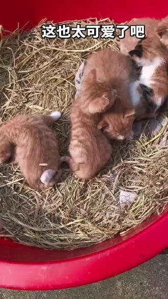 小奶猫三花猫橘猫