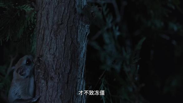 飞来飞去的鼯鼠 #神奇动物在这里 #动物迷惑行为 #动物世界 #动物科普 #流量