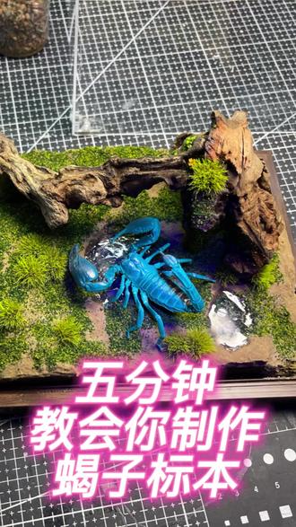 5分钟手把手教你做蝎子标本!
零基础也能学会,步骤超详细✅
材料简单+清晰教学,看完就能上手
收藏起来,动手试试吧#迷你生态景观 #爬宠饲养日常 #昆虫 #标本 #蝎子