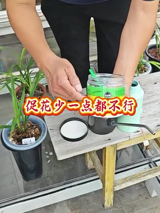 磷酸二氢钾促花正确方法有五点,少一点都不行#兰花种植