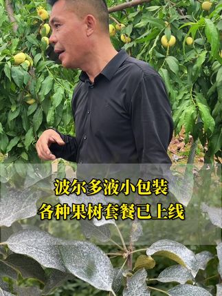 你看看人家叶片保的,你再看看你的#果园管理#汛期保叶#波尔多液