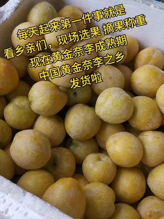 现场选果称重,大不要担心烂果,我们比你们更加注重品质#湖南黄金奈李#应季水果#