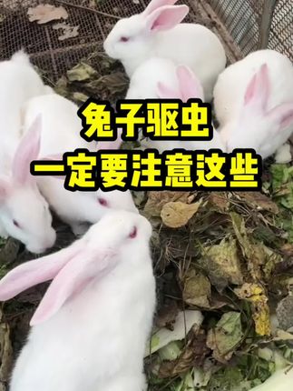 兔子驱虫一定要注意 #养殖#养兔#兔子