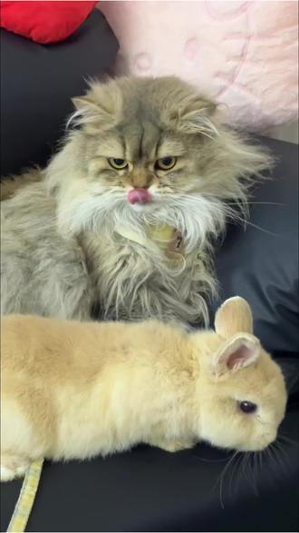 兔兔这么可爱 怎么可以吃兔兔🐰#萌宠日常