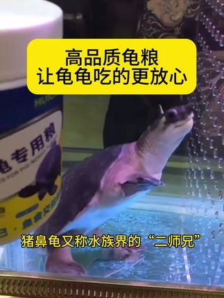 高品质龟粮让龟龟吃的更放心。#猪鼻龟 #龟宠时代 #科学喂养 #好东西一起分享