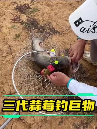 白鲨三代版鲢鳙方块饵 白鲨鲢鳙方块饵三代版问界了,全新味型全新配方,来鱼之快上鱼之多为之震撼 #浮钓鲢鳙 #鲢鳙饵料 #海竿钓鲢鳙 #钓鱼 #海竿
