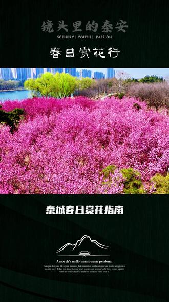 泰安春日顶流在此集结 凤凰湖公园梅花如云,湖畔春光正好。花枝轻摇,湖水微漾,快来打卡这片粉色仙境,解锁泰安人的专属快乐!🌷#花语 #春天在哪里音乐