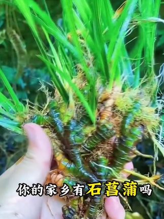 你知道石菖蒲的妙用吗?#植物百科 #植物科普 #石菖蒲 #植物百科