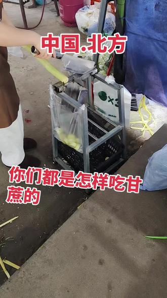 是不是所有南方朋友都是这样吃甘蔗,有没有北方的朋友,你们都是怎么吃甘蔗的#甘蔗 #日常唠嗑 #南北差异