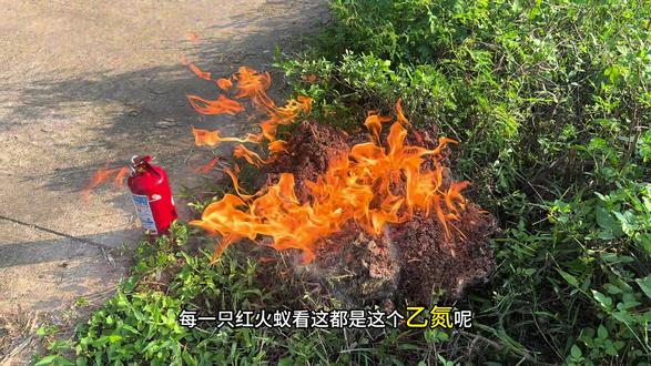 92消灭红火蚁 #红火蚁入侵 #红火蚁 #9