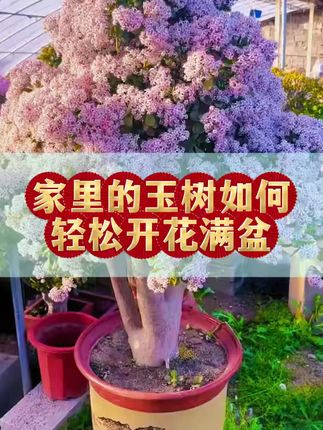 #玉树 #三农 #花卉绿植 #爱生活爱养花 #养花小知识