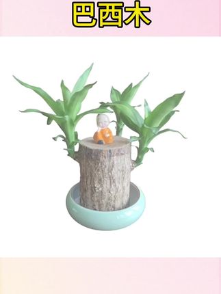 #巴西木 #绿植盆栽 #绿植花卉 真巴西木水培特大超大号10粗老桩树开花植物土培幸运木带芽卧室内#摆件 #好物推荐