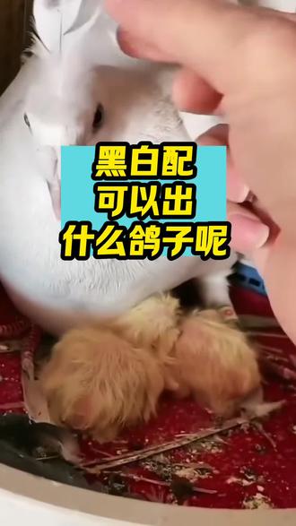 黑白配可以出什么鸽子呢#鸽子#养鸽子#信鸽赛鸽#鸽子爱好者#三农